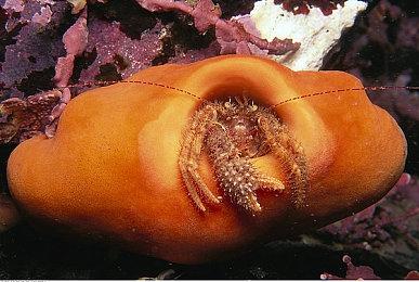 新MMO《凡间在线2》排队时间最长超过一天